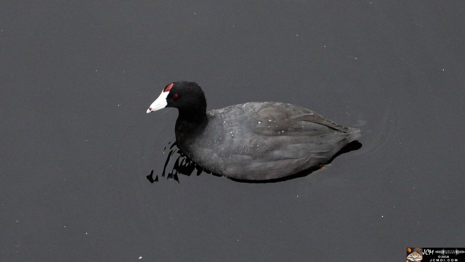 A Coot at Bridgeport in Saugus, CA